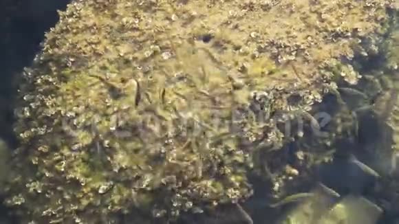 饥饿的鱼群在亚得里亚海海岸附近游泳慢动作视频的预览图