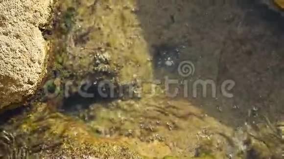 鱼群在亚得里亚海海岸附近迅速游动黑山布德瓦莫格伦海滩视频的预览图