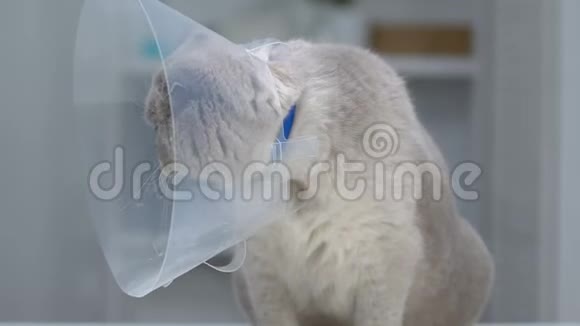 愤怒的猫习惯了大项圈手术后康复兽医诊所视频的预览图