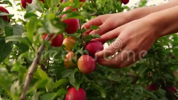 年轻女子采摘水果采摘成熟的红梅视频的预览图