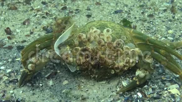 一只长满海小龙虾的草蟹壳视频的预览图
