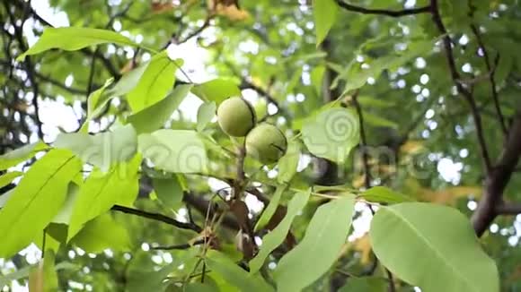 树枝上果皮中的核桃花园里树枝上的绿胡桃树枝上的核桃视频的预览图