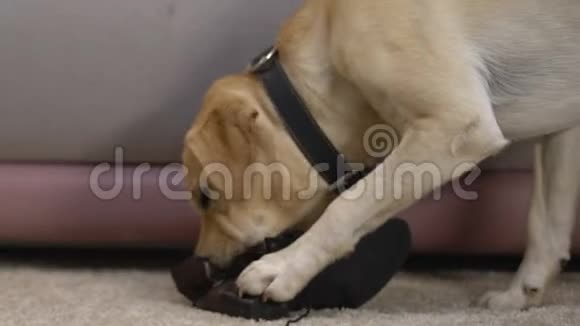 猎犬在家嚼靴子损坏鞋子主动不听话的宠物视频的预览图