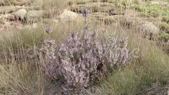 花和苔藓视频的预览图