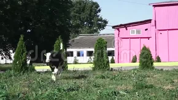 小牛跑过草坪视频的预览图