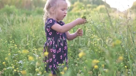 美丽的小女孩在田野里采来一束野花视频的预览图