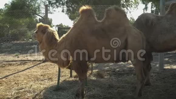 巴克里亚骆驼咀嚼干草露天非洲动物园的骆驼意志之外的动物视频的预览图