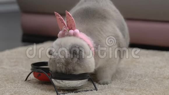 可爱的猫从碗里吃戴着有趣的粉红色耳朵宠物作为生日礼物视频的预览图