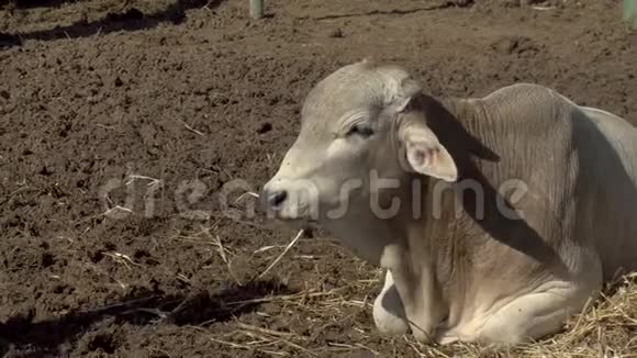 一头白牛躺在地上第二头牛经过非洲空地上的牛视频的预览图