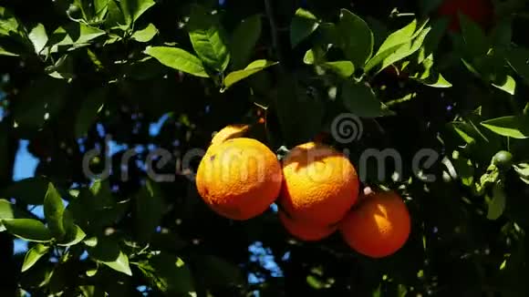 树03上的成熟橘子视频的预览图