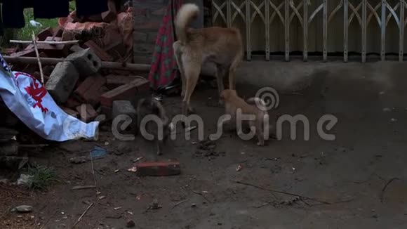小狗和它们的妈妈在越南萨帕的一所房子周围寻找食物视频的预览图