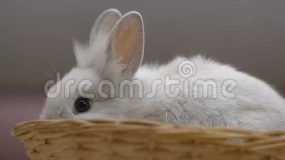 可爱的白兔吃耳朵伸出篮子复活节标志特写视频的预览图