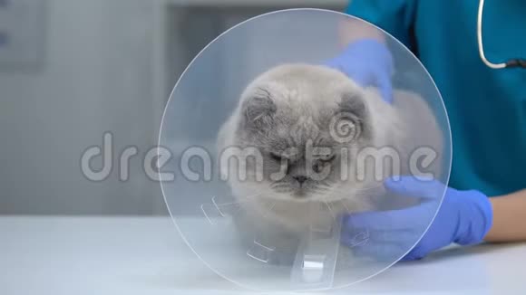 宠物抚摸猫在衣领帮助习惯锥恢复手术后视频的预览图