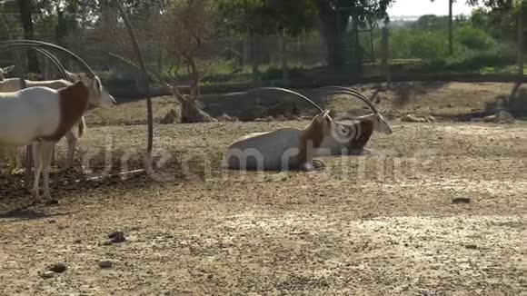 非洲瞪羚躺在地上露天的非洲动物园里的瞪羚意志之外的动物视频的预览图