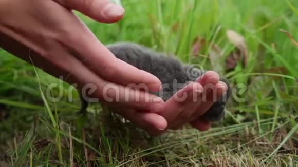 女人抱着一只可爱的小灰猫闭着眼睛视频的预览图