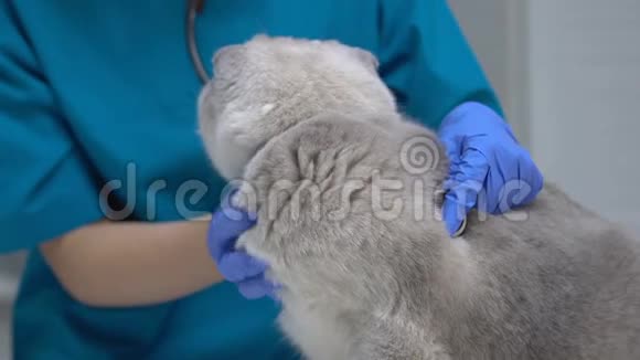 好心的兽医用听诊器检查猫的健康抚摸宠物健康检查视频的预览图