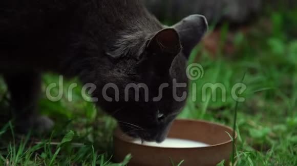 有灰色皮毛和直耳的猫喝牛奶视频的预览图