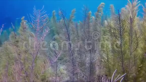 在清澈的水中的水下藻类领域视频的预览图