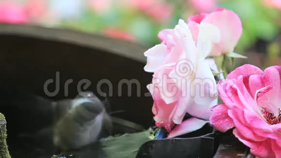奇卡迪在玫瑰旁边洗澡视频的预览图