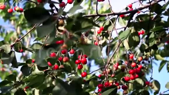 夏日户外树枝上的红熟樱桃视频的预览图