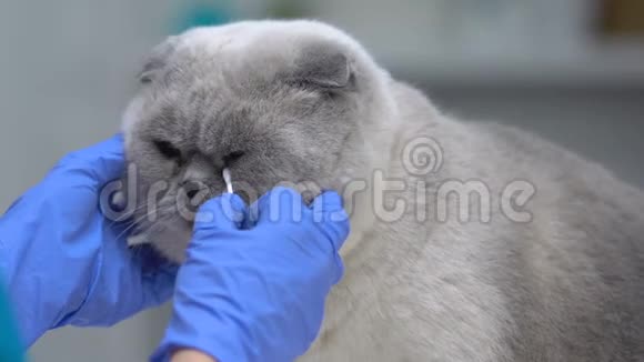 用棉签清洗猫眼泪渍处理宠物护理特写视频的预览图