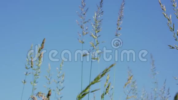 风在蓝天下吹拂着小小的沼泽草挥动着茎视频的预览图