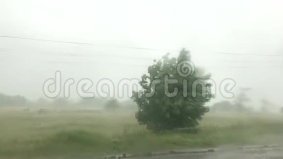 强风强雨使树摇动视频的预览图