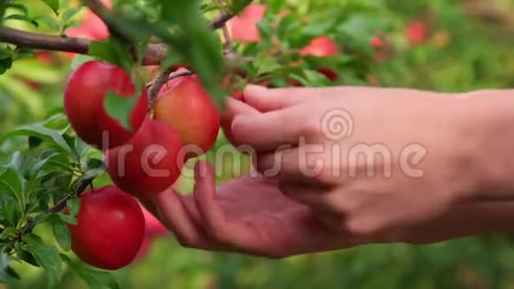 女人手牵着梅枝收集成熟的果实视频的预览图