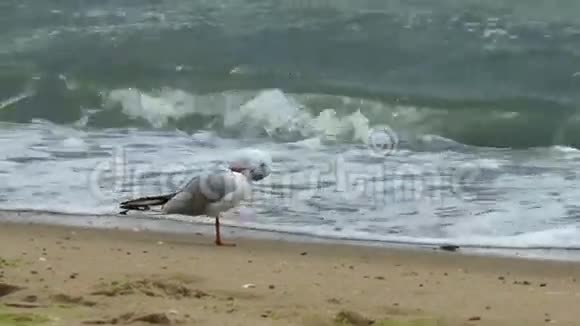 海鸥在海边视频的预览图