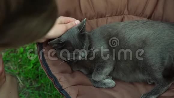 女人手宠物可爱的胖猫短灰色皮毛视频的预览图