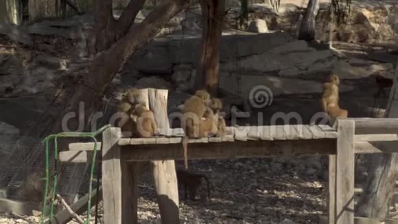 非洲猕猴坐在桥上在非洲广阔的天空中的猴子圈养动物视频的预览图