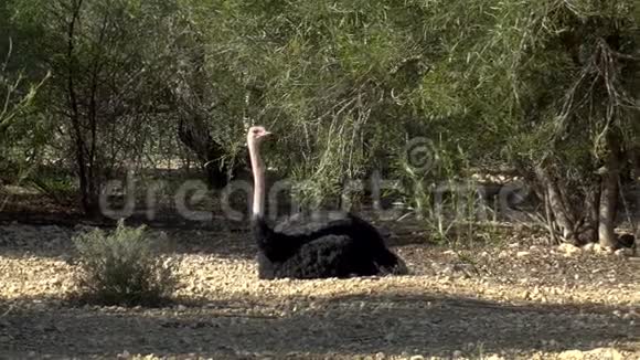 非洲鸵鸟坐在地上非洲空地上的鸵鸟一只野鸟视频的预览图
