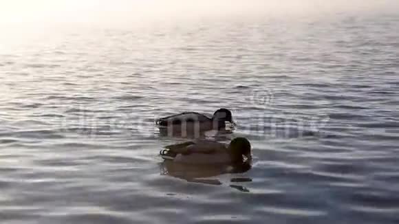 鸭子在雾中在河里游泳视频的预览图