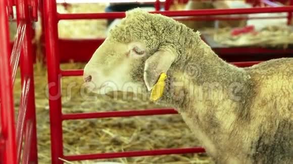 在县集市羊被关在围栏里视频的预览图