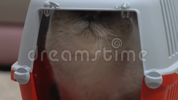 苏格兰折叠猫坐在小船上空间狭小特写视频的预览图