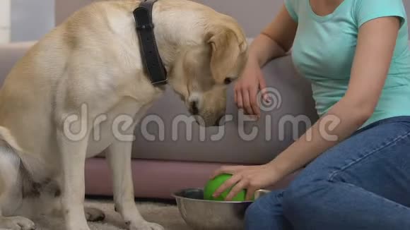 女性在家喂养猎犬把食物放在碗里健康的狗饮食护理视频的预览图