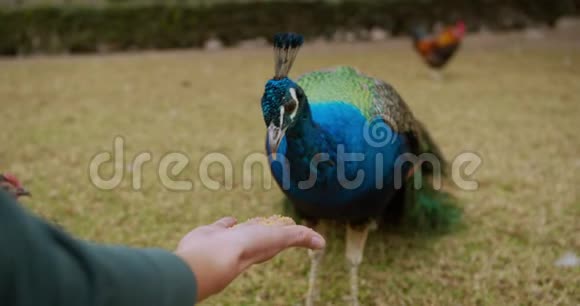 美丽的五颜六色的孔雀与一个男人互动用手喂养视频的预览图