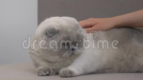 女性手抚摸可爱的苏格兰折叠猫照顾和爱宠物特写视频的预览图