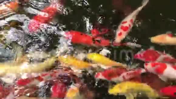 鲤鱼在水中游泳动作缓慢视频的预览图