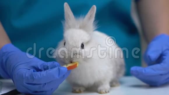 宠物喂养带苹果的绒毛兔宠物健康天然食物维生素视频的预览图