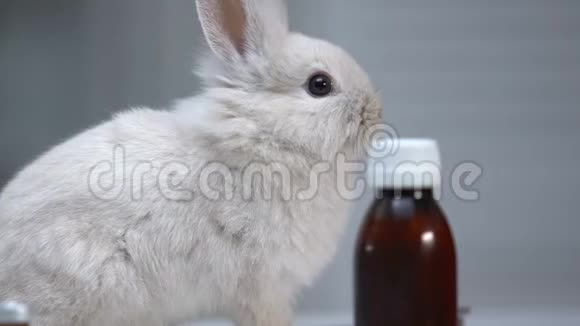 可爱的兔子嗅药瓶宠物治疗疾病预防视频的预览图