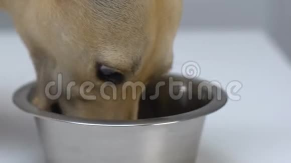 饥饿的狗吃钢碗特写宠物消化保健营养视频的预览图