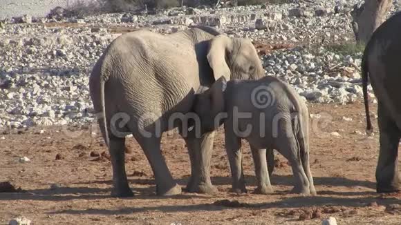 纳米比亚Etosha国家公园的大象小腿吮吸视频的预览图