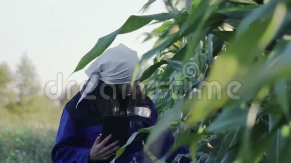 穿着工作服的女农学家带着平板电脑在农业耕地上视频的预览图