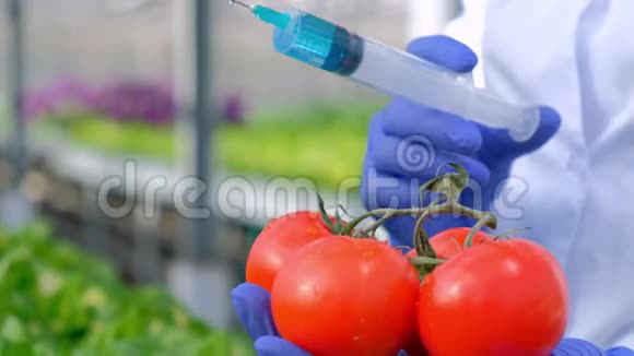 戴着蓝色手套的科学家生物学家的手特写农学家在西红柿中加入一种蓝色液体视频的预览图