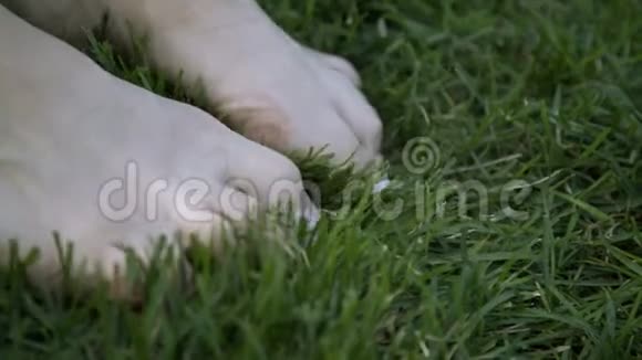 女性的脚触摸草美丽的女人腿在绿草上感觉到草的柔软视频的预览图