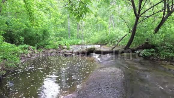 溪流在森林中流淌靠近一棵倒下的树视频的预览图