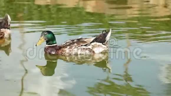 两只绿头鸭在游泳视频的预览图