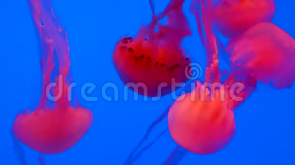 许多水母在蓝色背景下优雅地以红色照射视频的预览图