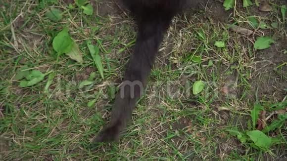 猫有短而黑的皮毛尾巴坐在地上视频的预览图